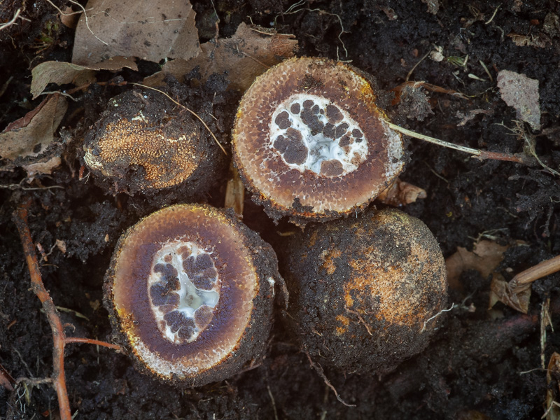 Elaphomyces muricatus